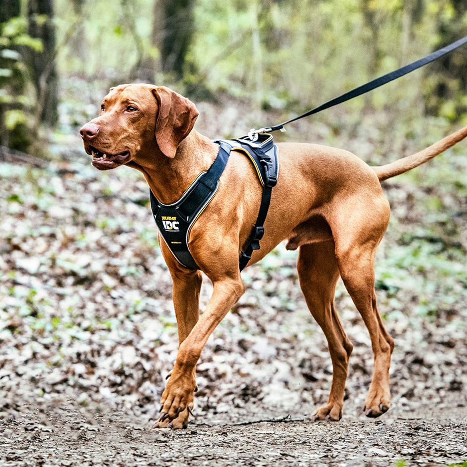 julius-k9-idc-longwalk-hundegeschirr-gr-e-l-schwarz-grau-mit-duoflex-system image 3