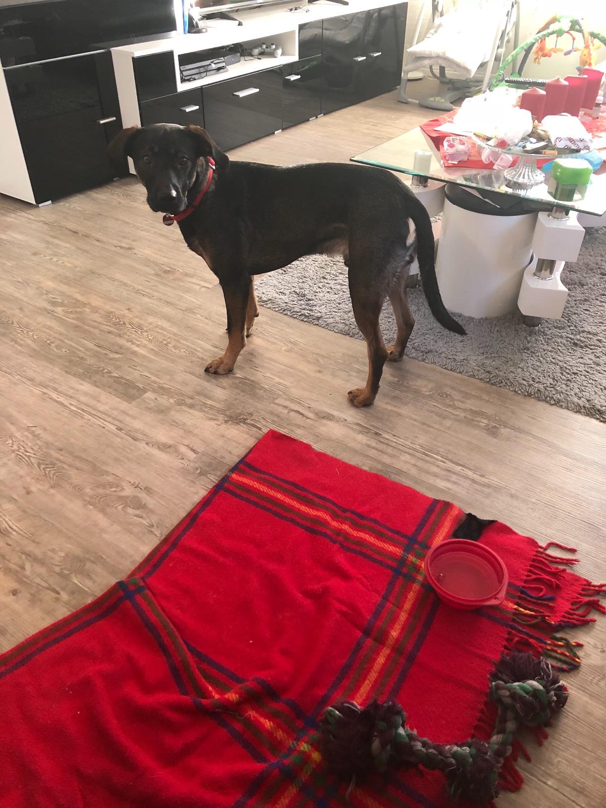 Gut für starke Hunde