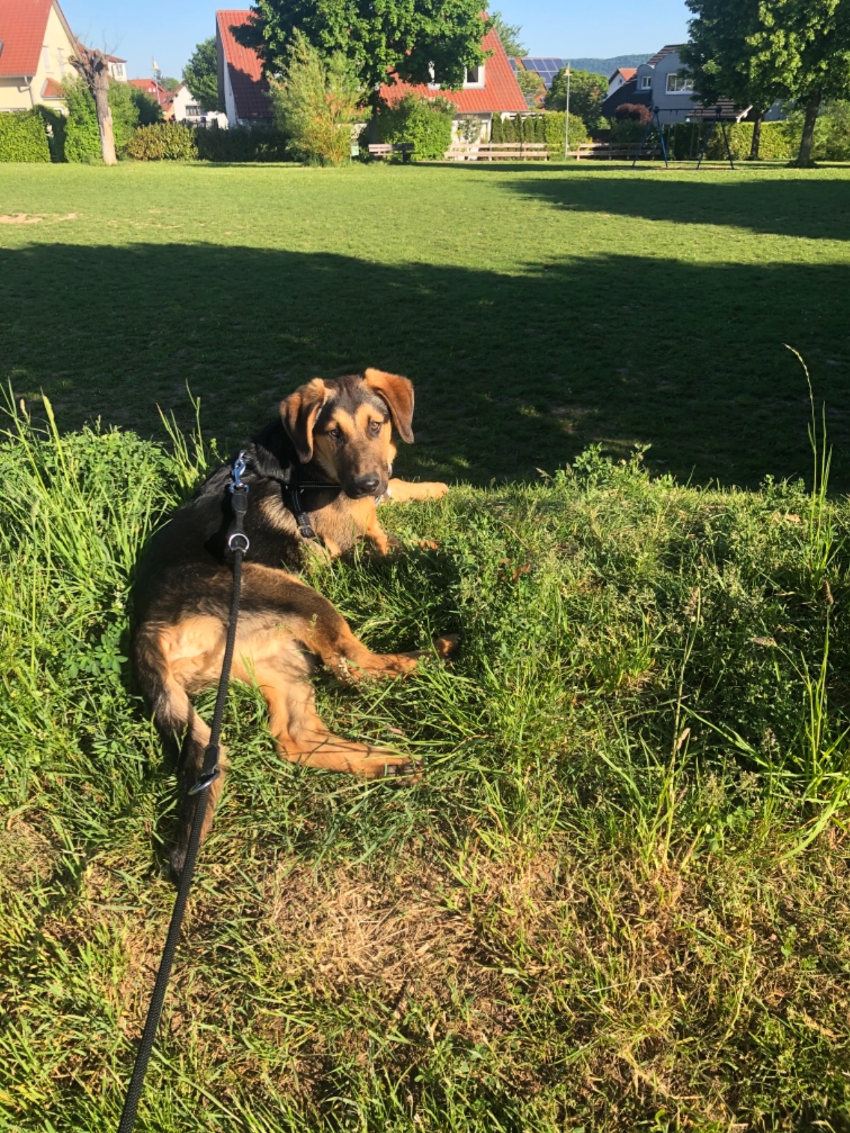 Perfekt für Spaziergänge mit großem Hund