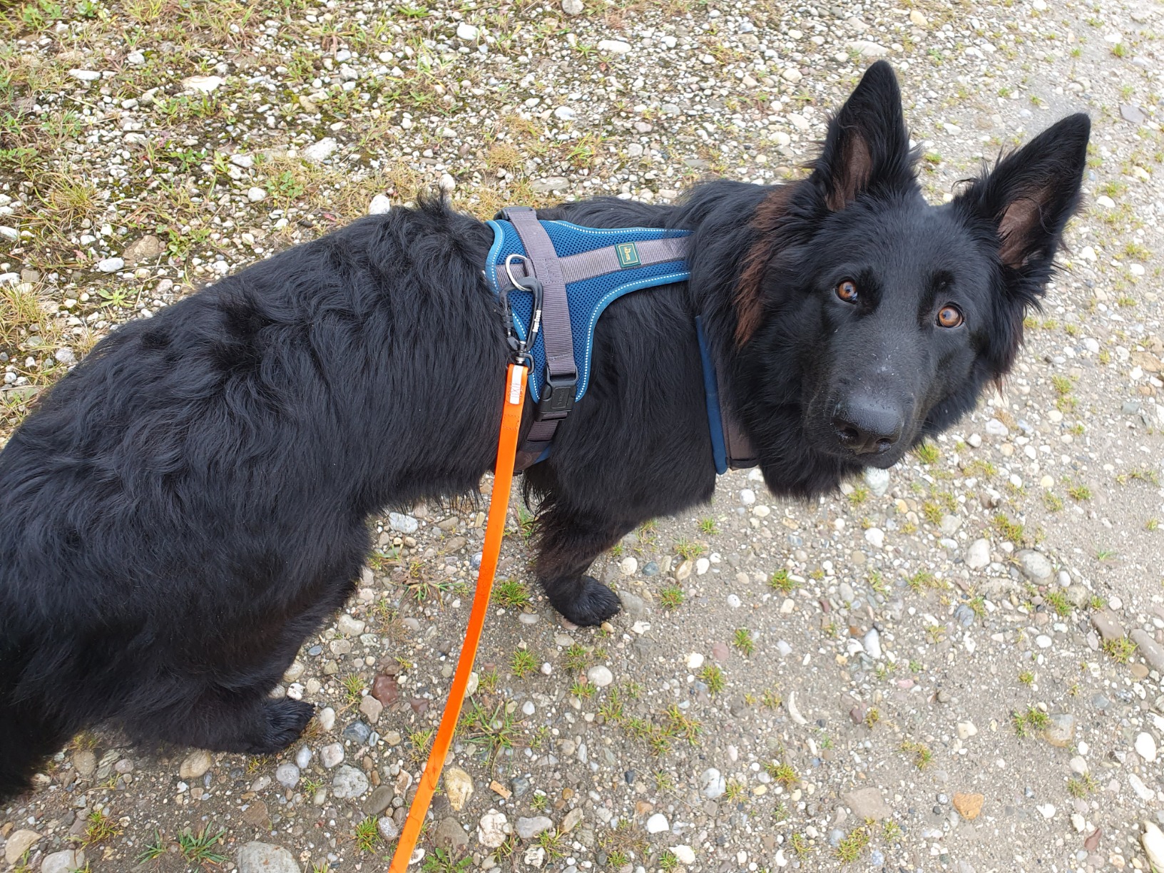 Auch für ängstliche Hunde