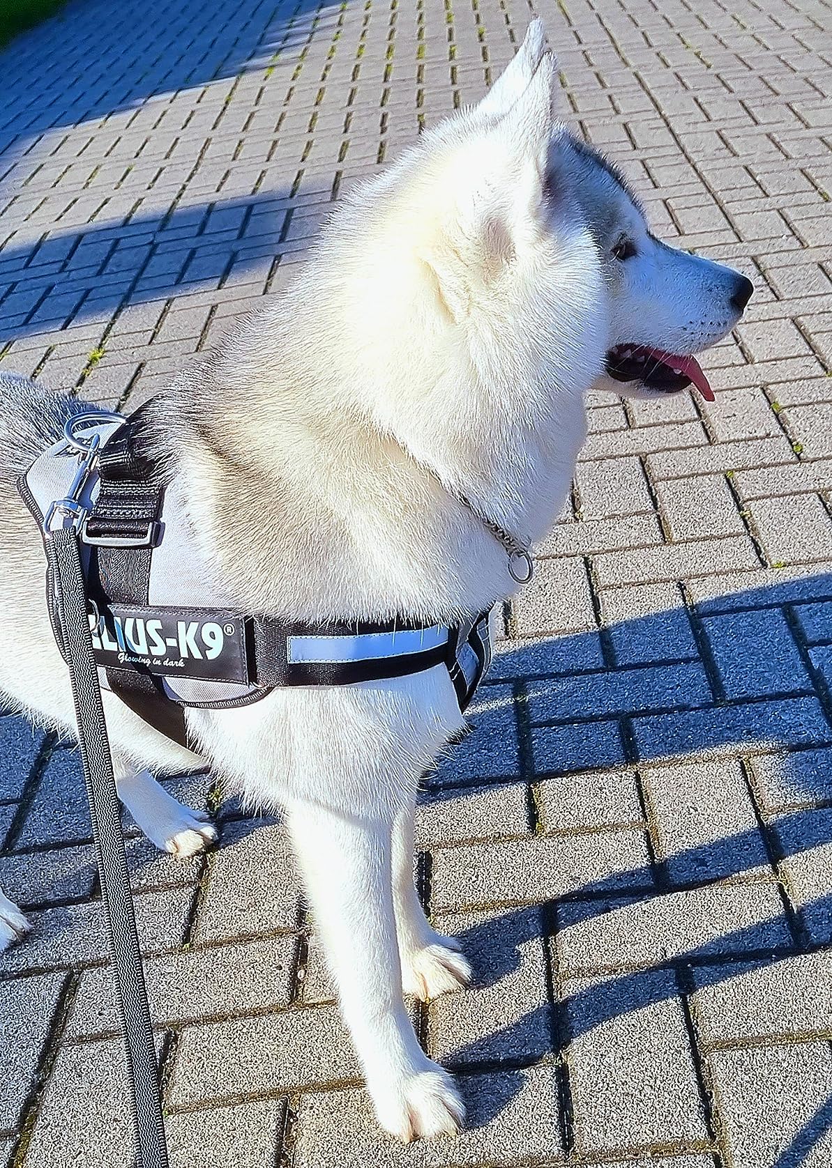 Endlich ein Geschirr, das hält