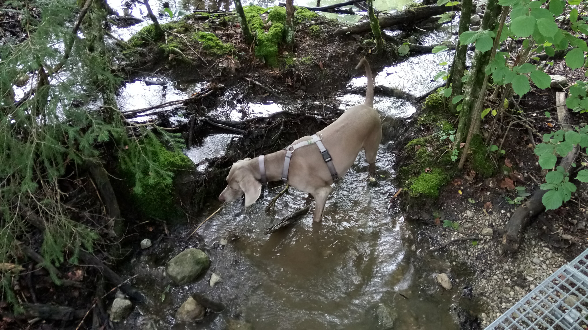 Ideal für heranwachsende Hunde