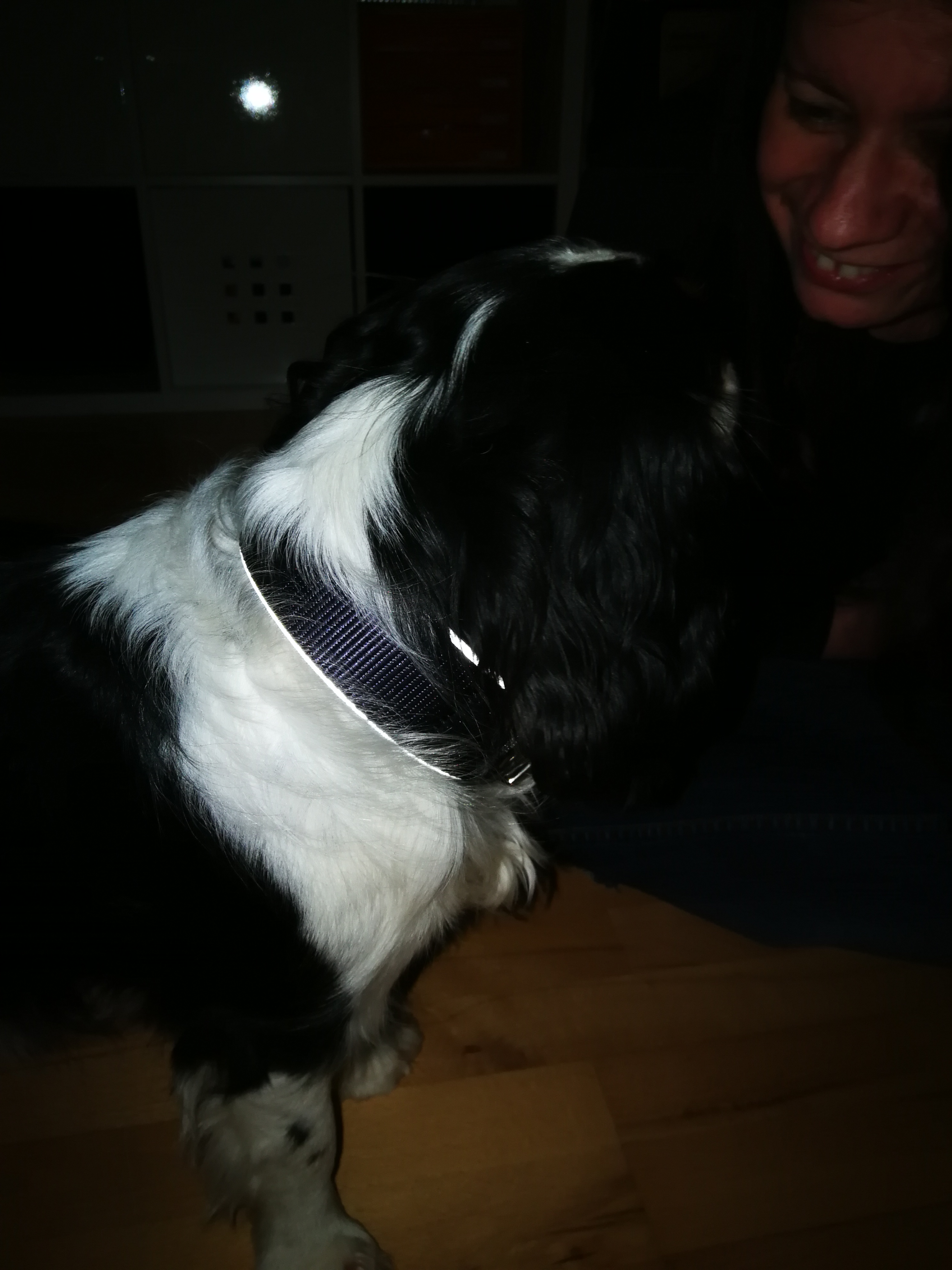 Sehr gut für kräftige Hunde