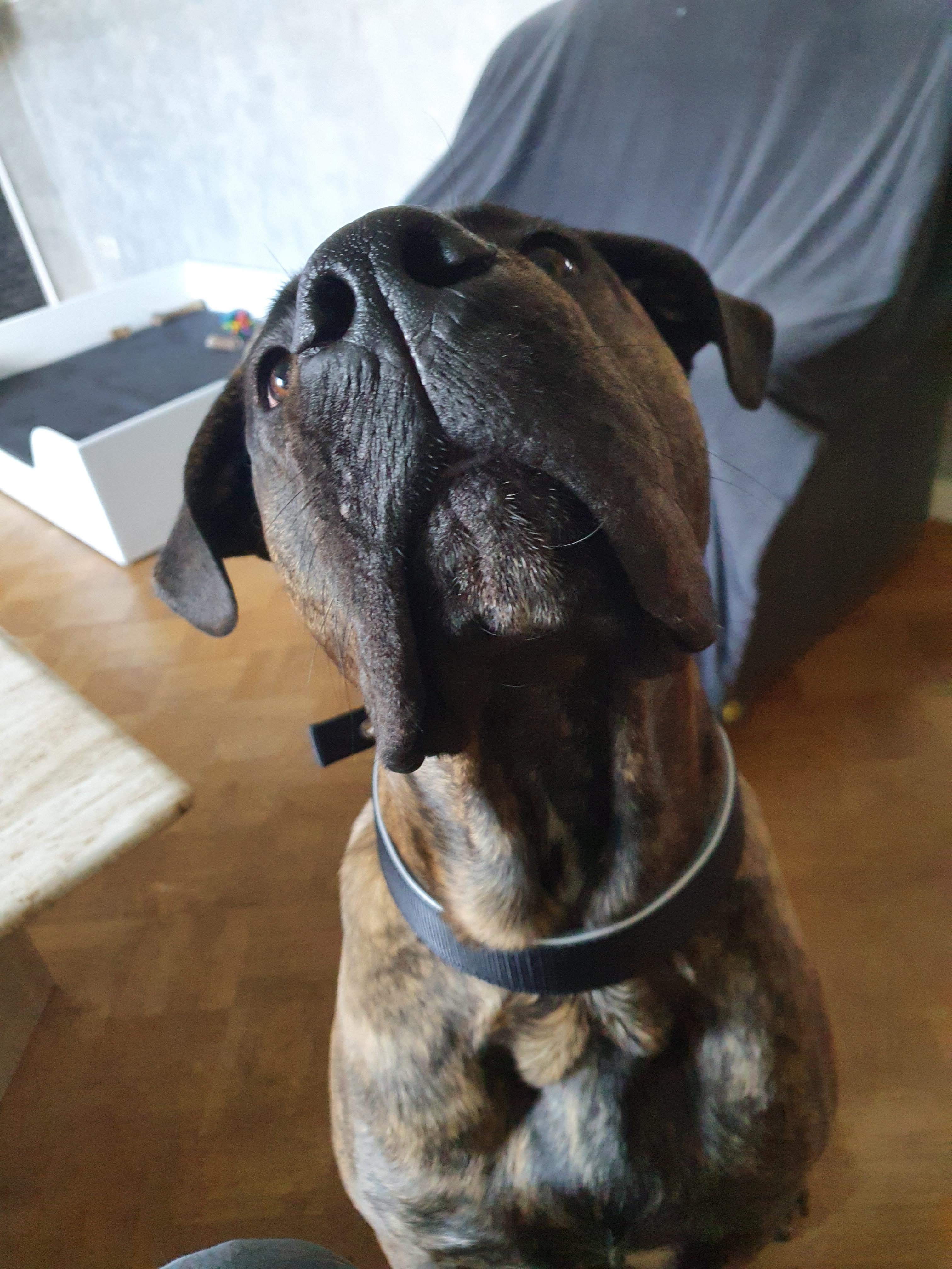 Sehr schönes Halsband, Verarbeitung top