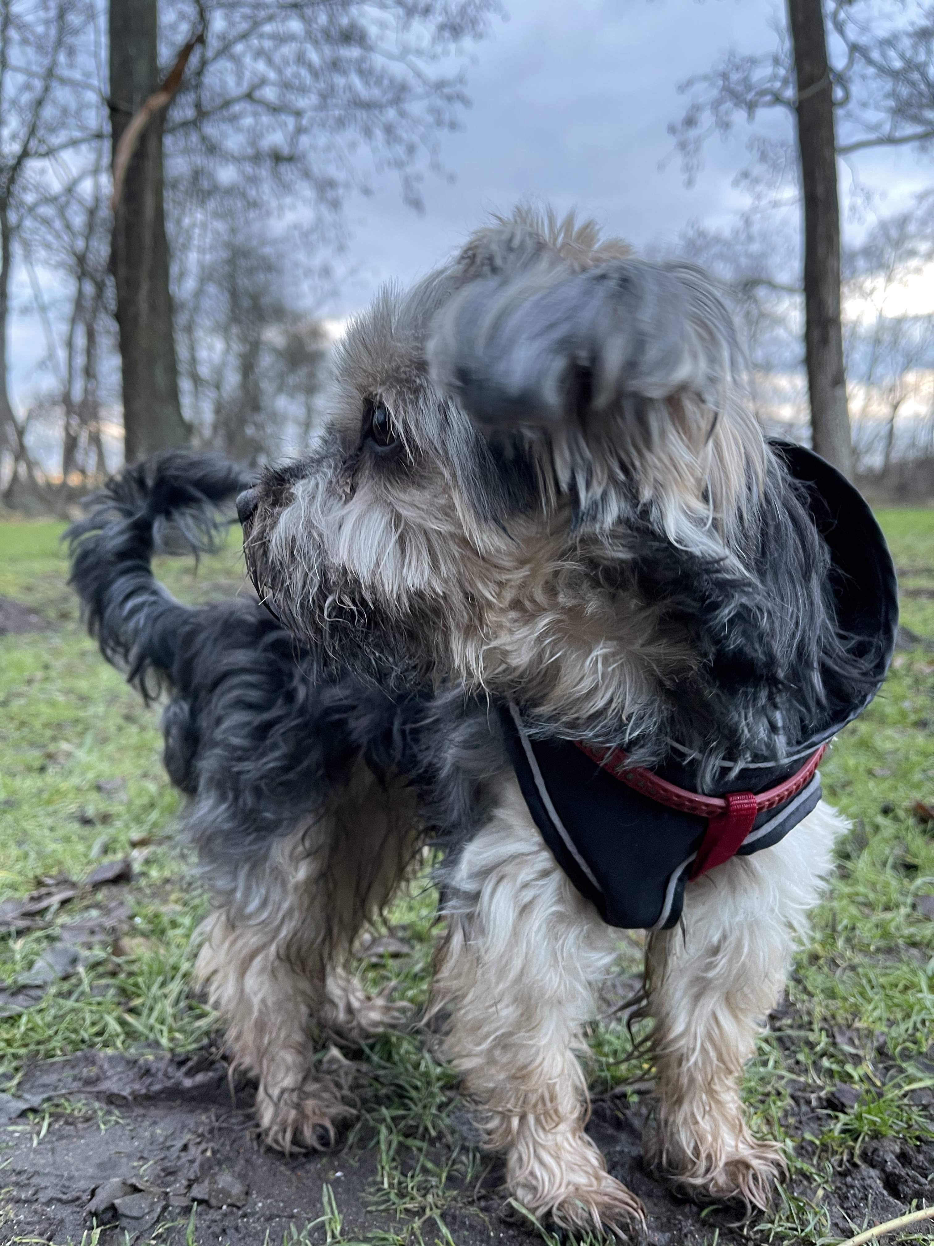 Top für kleine Hunde
